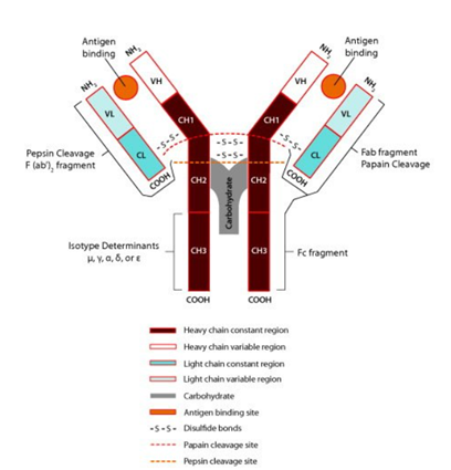 Bio Reference - Antibodies and CDRs – Patsnap Help Center